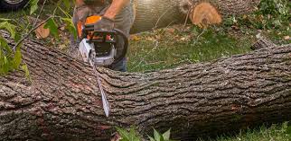 How Our Tree Care Process Works  in  Cardington, OH